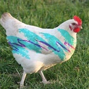 Meet your Posher, Callie